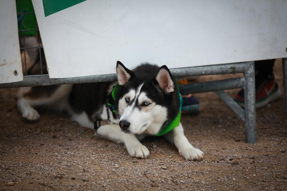 Can We Run Mallorca: So war das Hunderennen