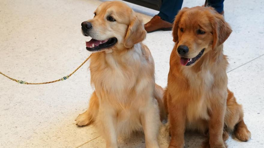 Dos cachorros de raza &#039;Golden Retriever&#039;