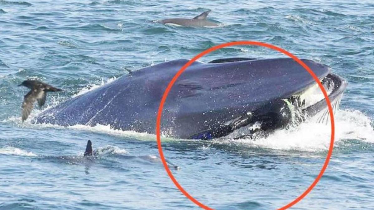 La imagen del momento en el que la ballena &quot;pesca&quot; al buzo