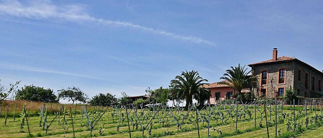 Vides plantadas en la finca &quot;Los Viñones&quot;, en Fuentes (Villaviciosa).