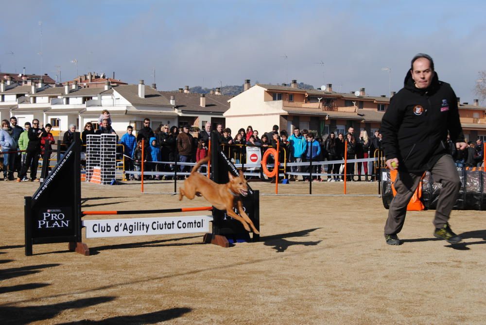 Festa de Sant Antoni a Solsona