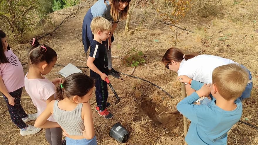 El Bosc de Sant Antoni de Canals sigue  creciendo