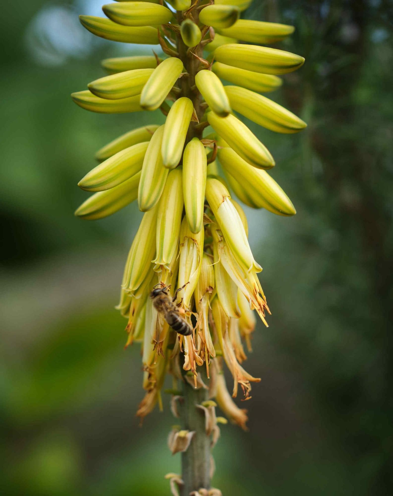 Única finca de vainilla de Tenerife