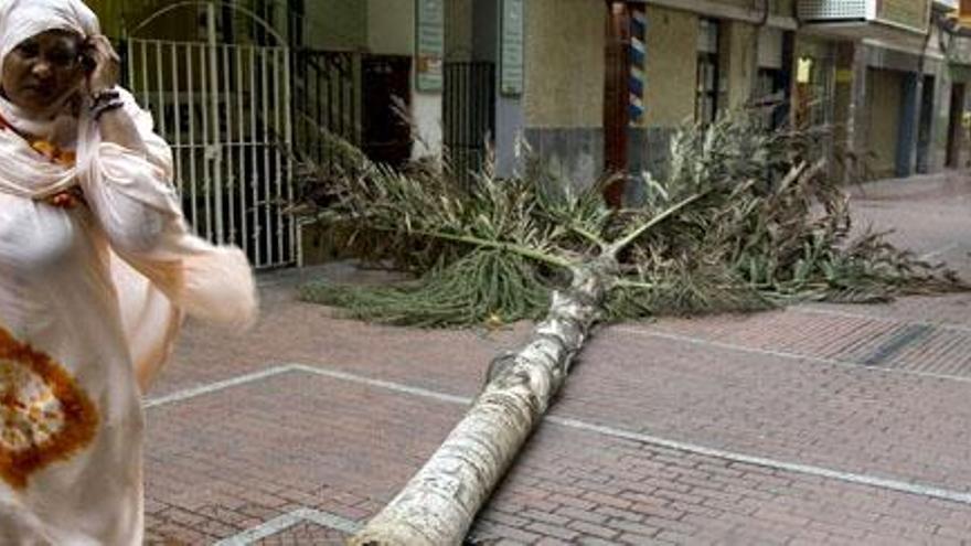 Una mujer pasa junto a una palmera caída. | lp /  dlp