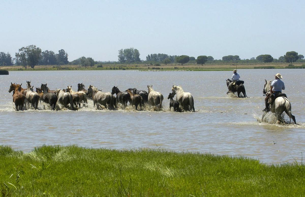 HUE01. ALMONTE (HUELVA), 26/06/07.- Unos 350 yegüerizos -ganaderos encargados de adentrarse en el Espacio Natural de Doñana en busca de reses- han sacado esta mañana a alrededor de 1.200 equinos semisalvajes de su hábitat natural, las marismas, para conducirlos hasta Almonte, en la 503 edición de la &quot;Saca de las Yeguas&quot;. EFE/Iván Quintero