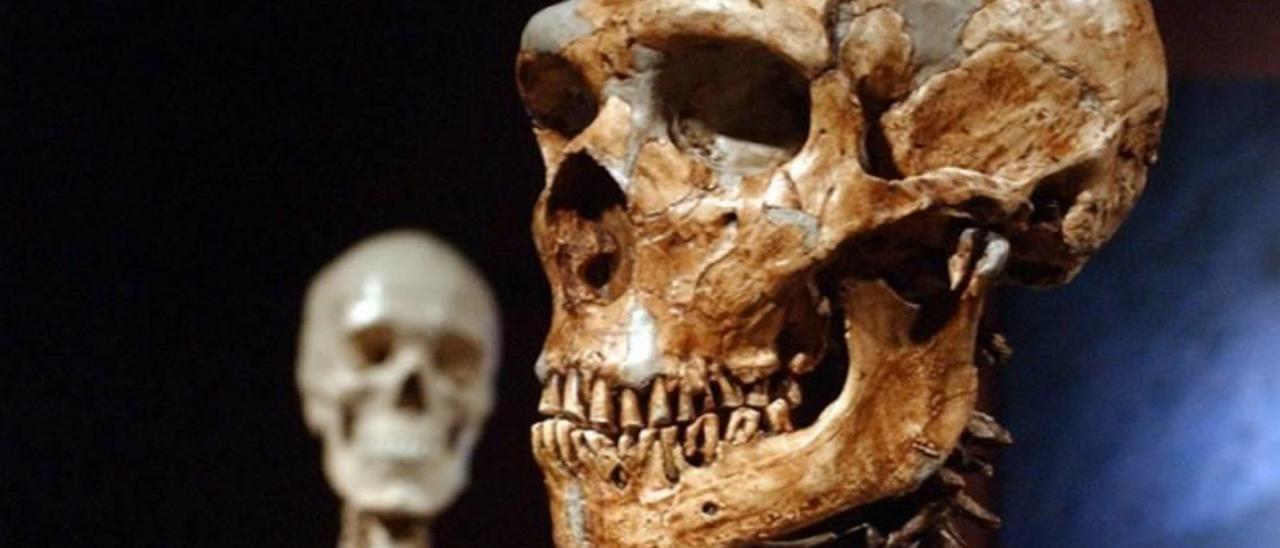 Cráneo neandertal.