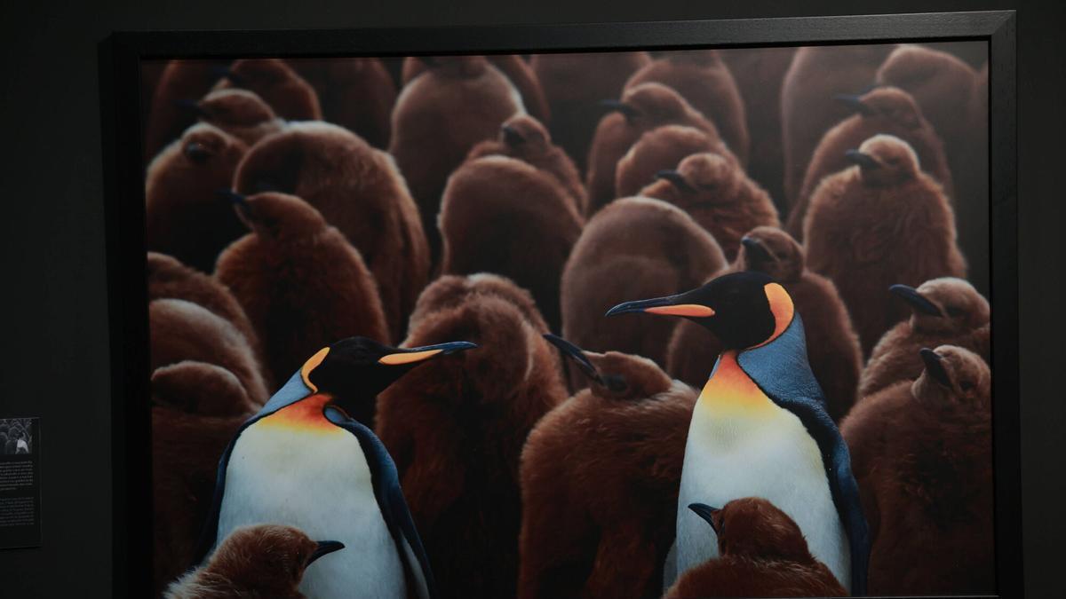 45 especies de animales exponen su maternidad y ciranza.