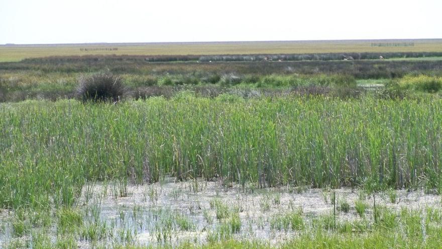 Doñana podría pasar a la Lista del Patrimonio Mundial en Peligro