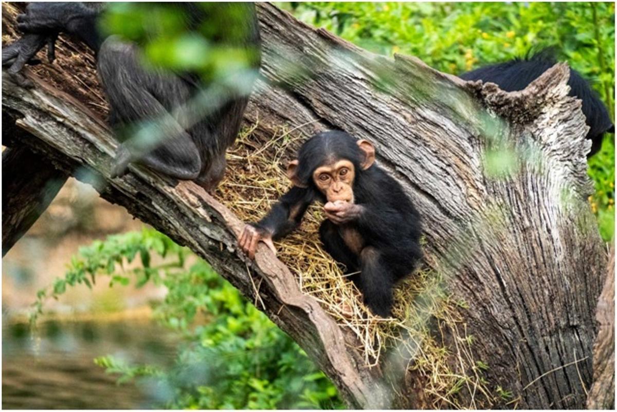 Cala, la cría de chimpancé, cumple 10 meses.