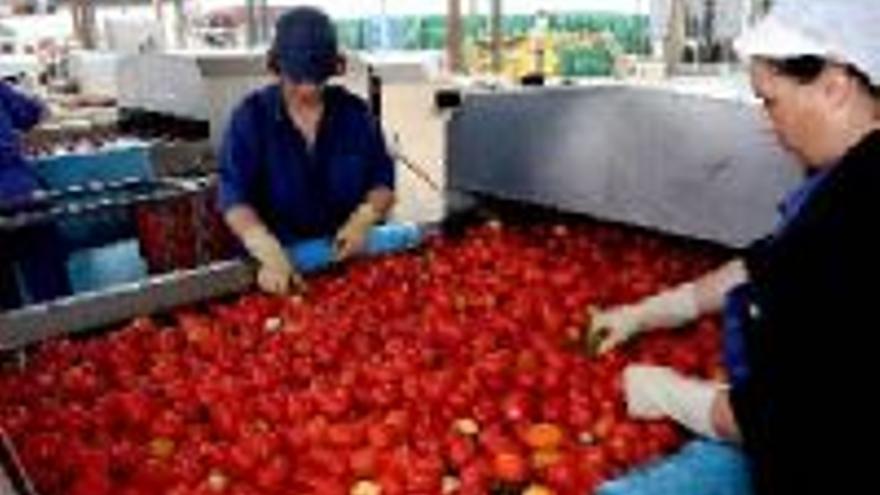 3.000 productores extremeños de tomate ven peligrar su futuro