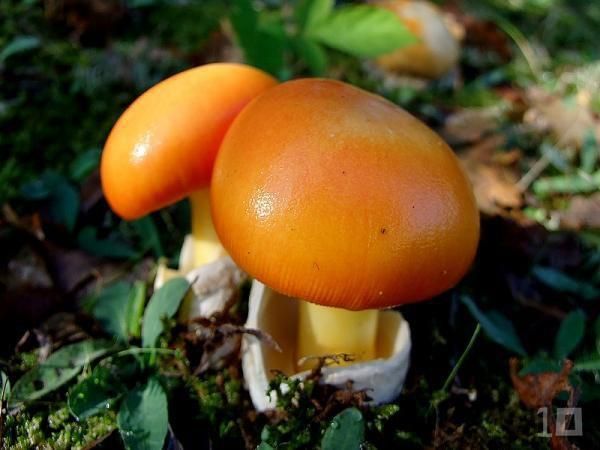 Seta de los césares. La 'amanita caesarea' está considerada la 'reina' de las setas para muchos aficionados. De gran tamaño aparece en bosques caducifolios.