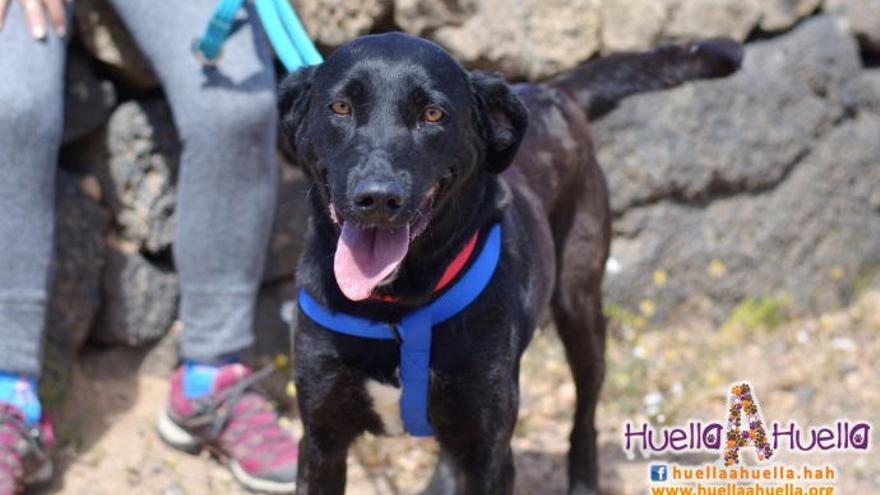 Teguise se muestra satisfecho con la bajada del nivel de abandono de animales del municipio