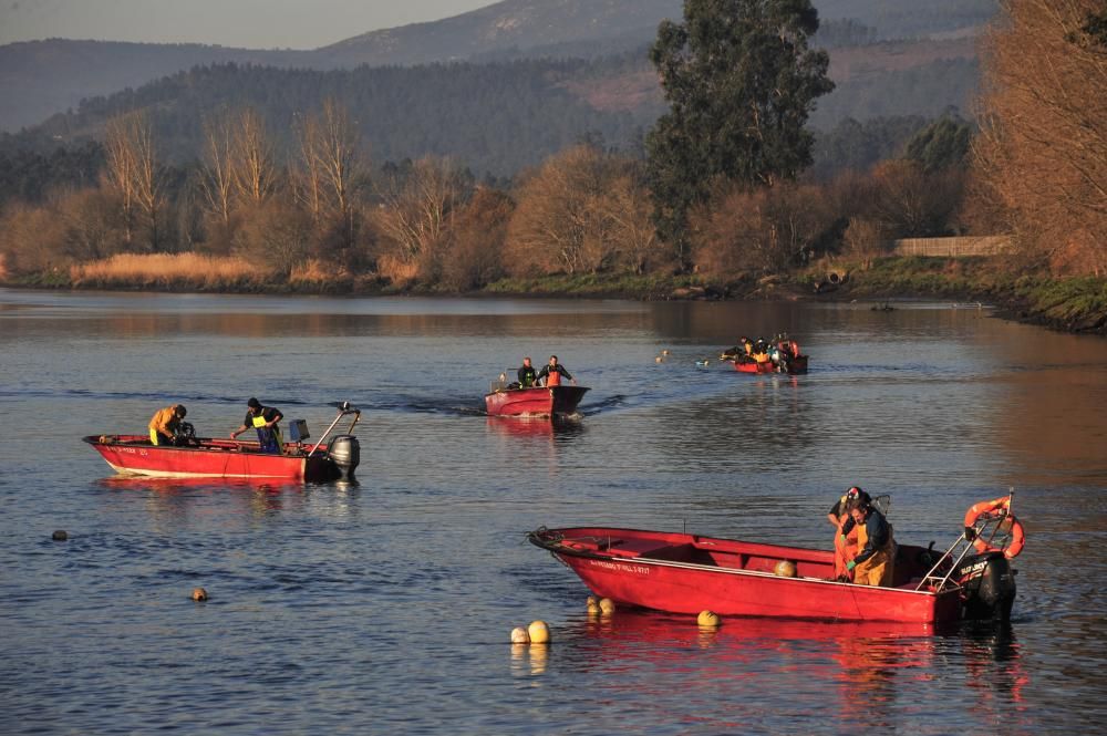 La temporada de lamprea arranca por todo lo alto en el Ulla, con una treintena de peces en dos jornada