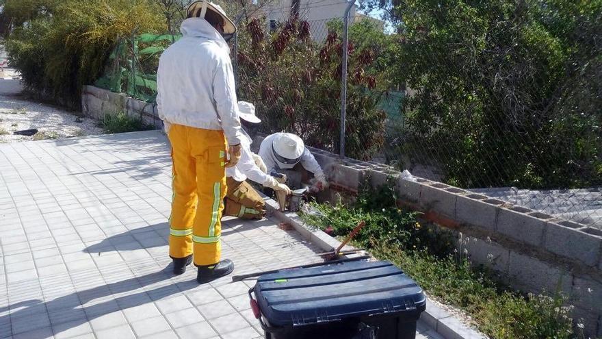 Los Bomberos retiran un panal de abejas en el camino viejo de Sant Joan