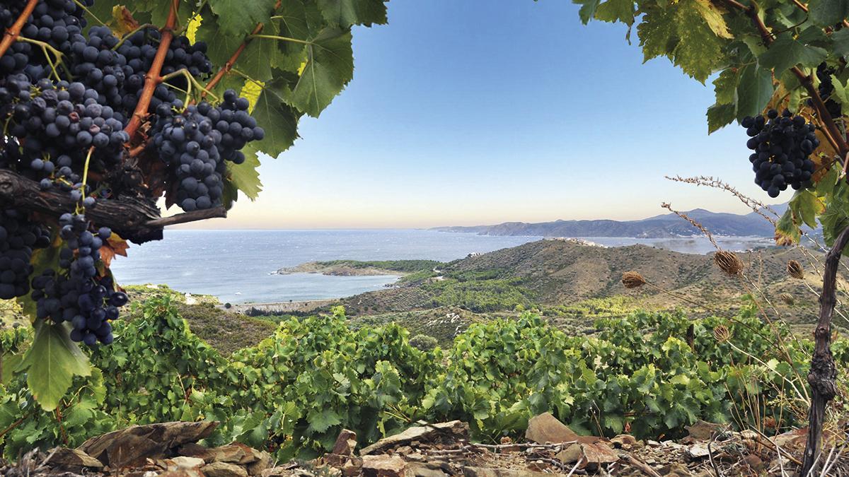 Les vinyes Hugas de Batlle, situades a Colera, a l'Alt Empordà.