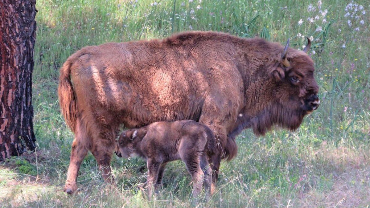 Ya hay 150 bisontes en España y el último acaba de nacer en Jaén