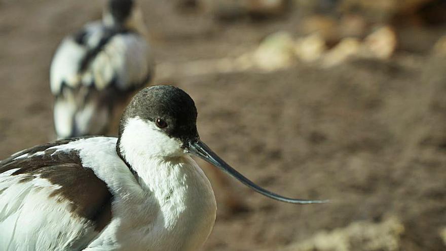 L’avoceta està present a l’Oceanogràfic.  | LEVANTE-EMV