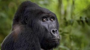 El gorila Rafiki, asesinado en junio por una lanza de un cazador furtivo.