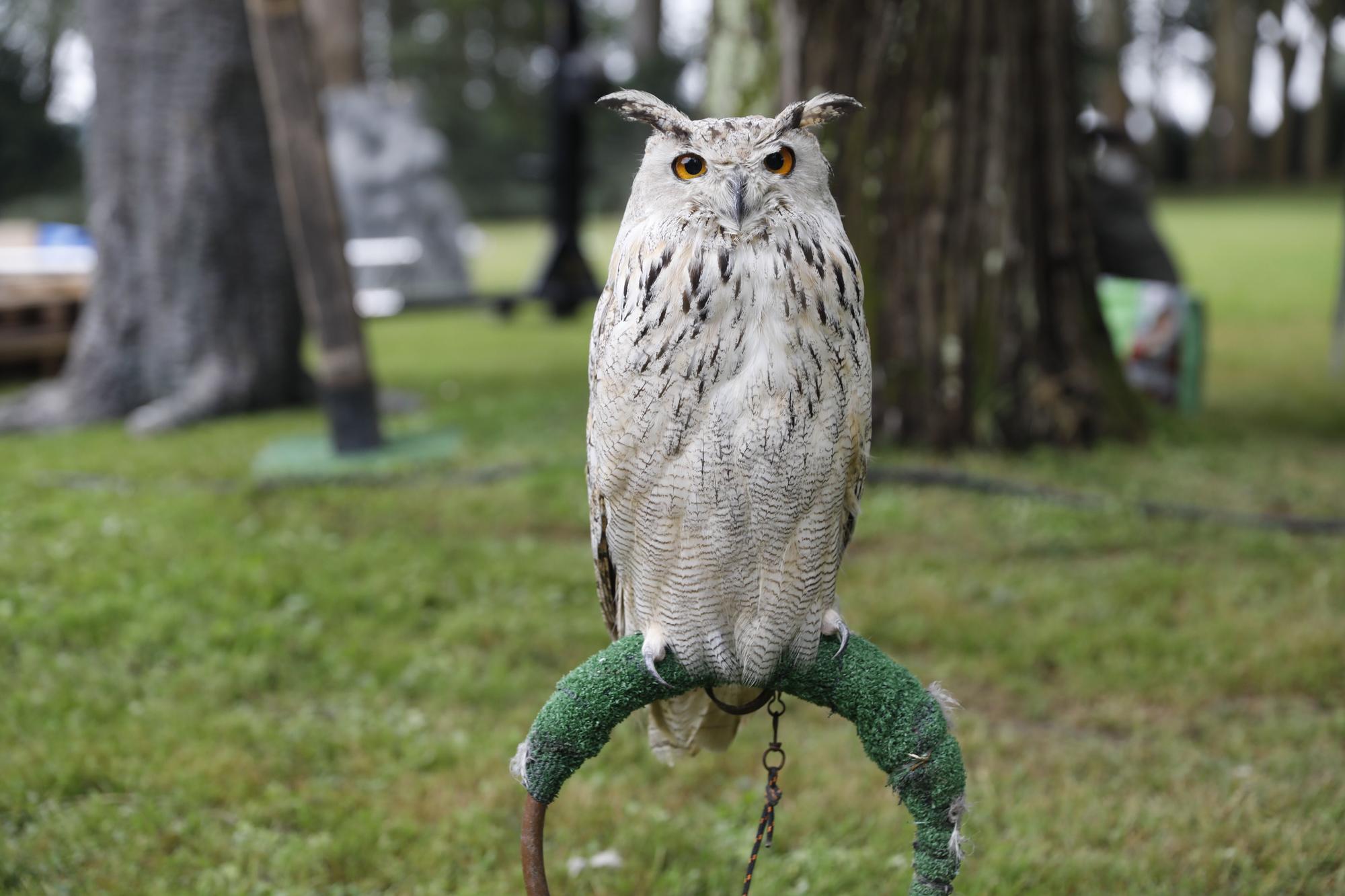 Los vuelos nocturnos de los búhos vuelven al Botánico de Gijón