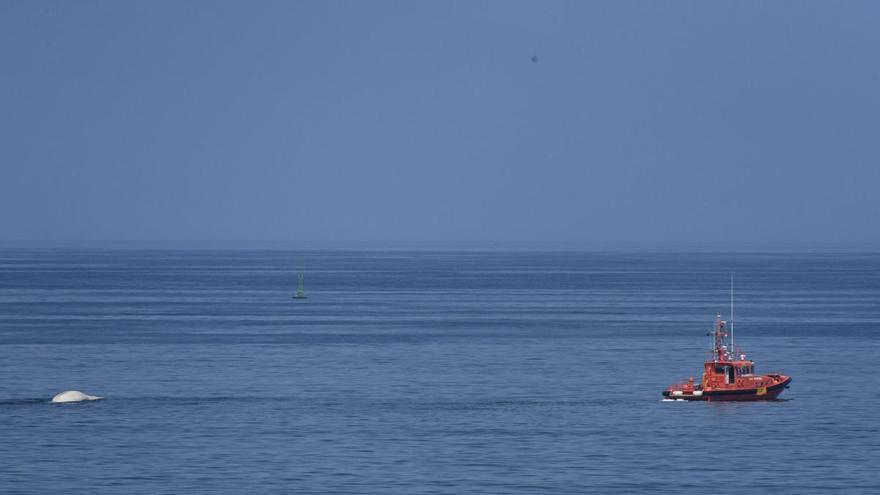 El cuerpo de ballena varada en Arteixo este lunes vuelve a reflotar