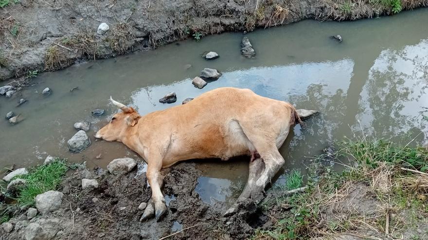 La EHE en Zamora a 21 de diciembre: Las muertes de vacas no cesan, van 1.099