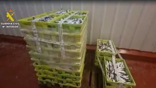Incautados más de seiscientos cincuenta kilos de sardina en Malpica