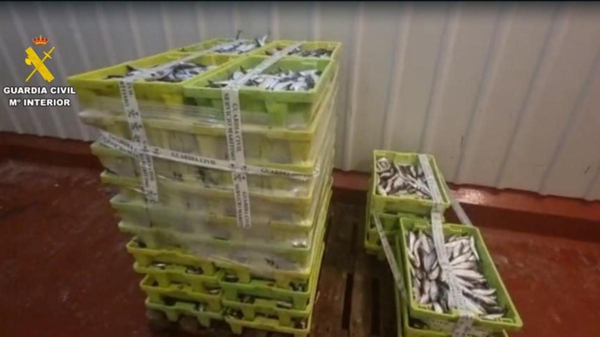 Cajas de sardinas incautadas en el puerto de Malpica