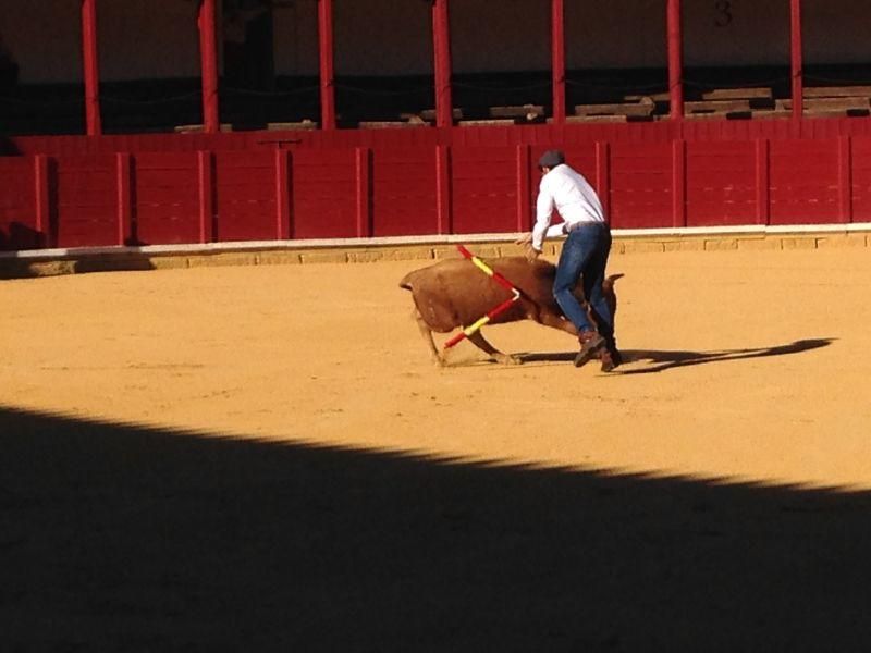 Fiestas en Toro | Becerrada de las peñas