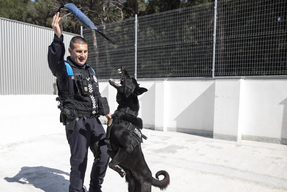 La Unitat Canina de la Policia Local de Lloret de Mar, en acció