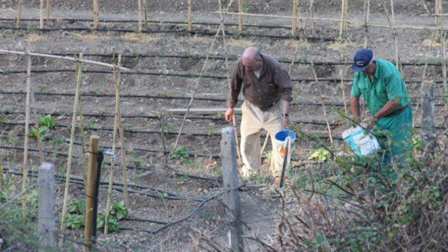 El terreno se ha dividido en treinta parcelas.