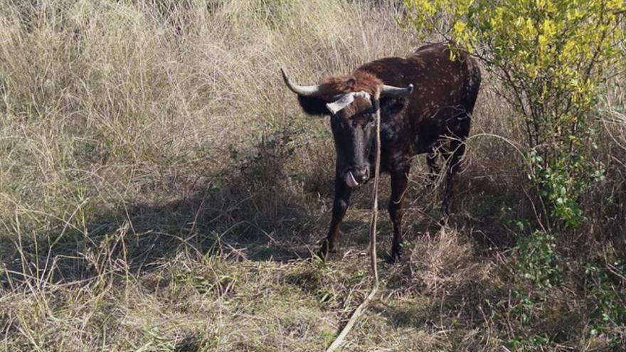 Vaca Rebeca