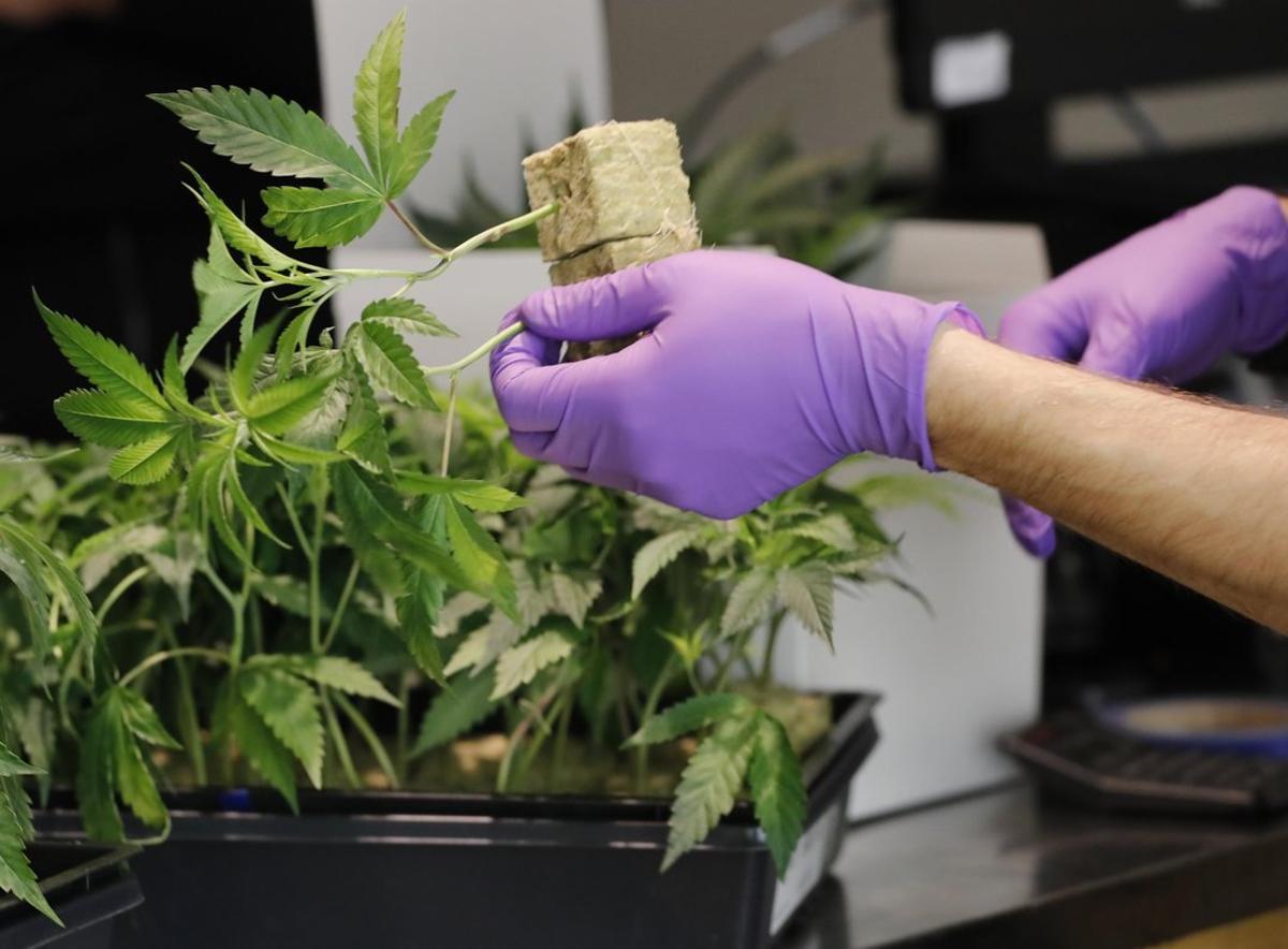 Plantas de marihuana en un dispensario de cannabis en Oakland (EEUU).