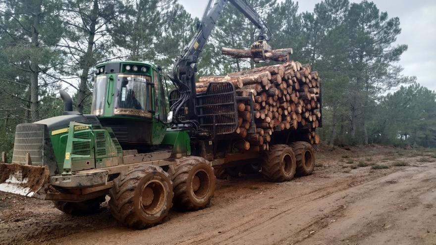 Subasta histórica de madera en Zamora: 48.000 toneladas, 19 pueblos y 1,7 millones