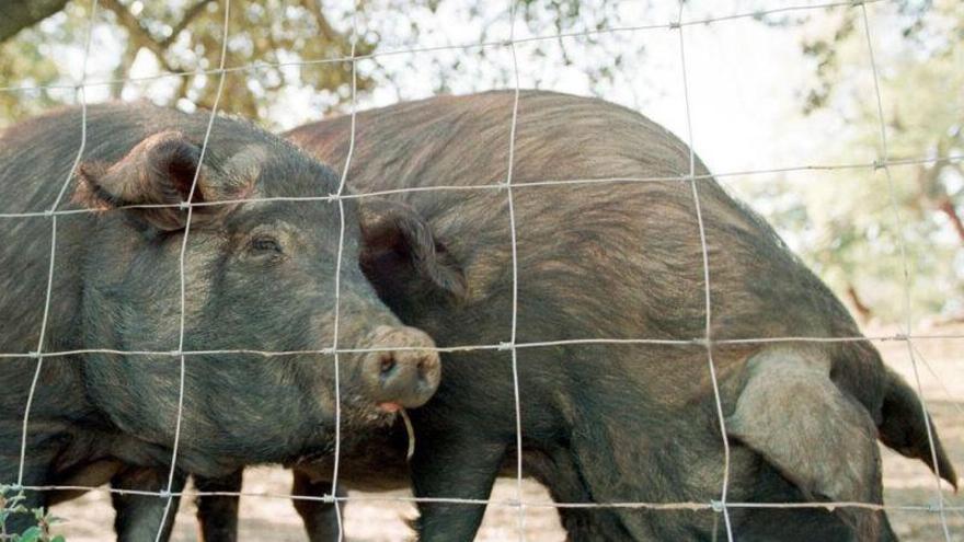 Un foco de peste porcina en Bélgica alerta a los veterinarios de Girona