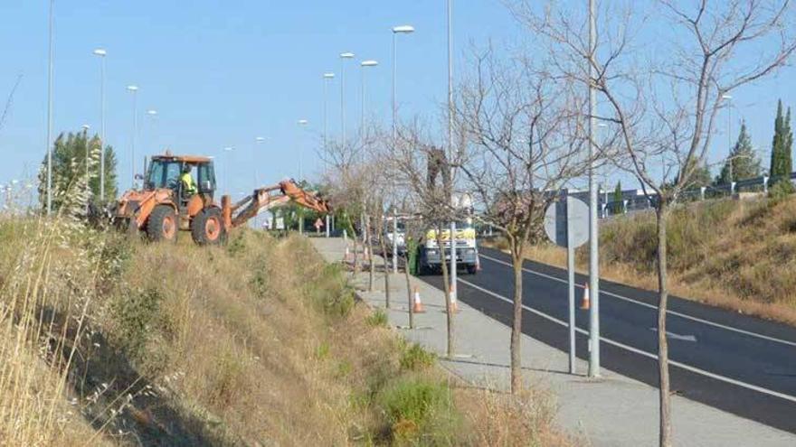 La muerte de 124 sophoras deja el acceso al campus de Cáceres sin apenas árboles