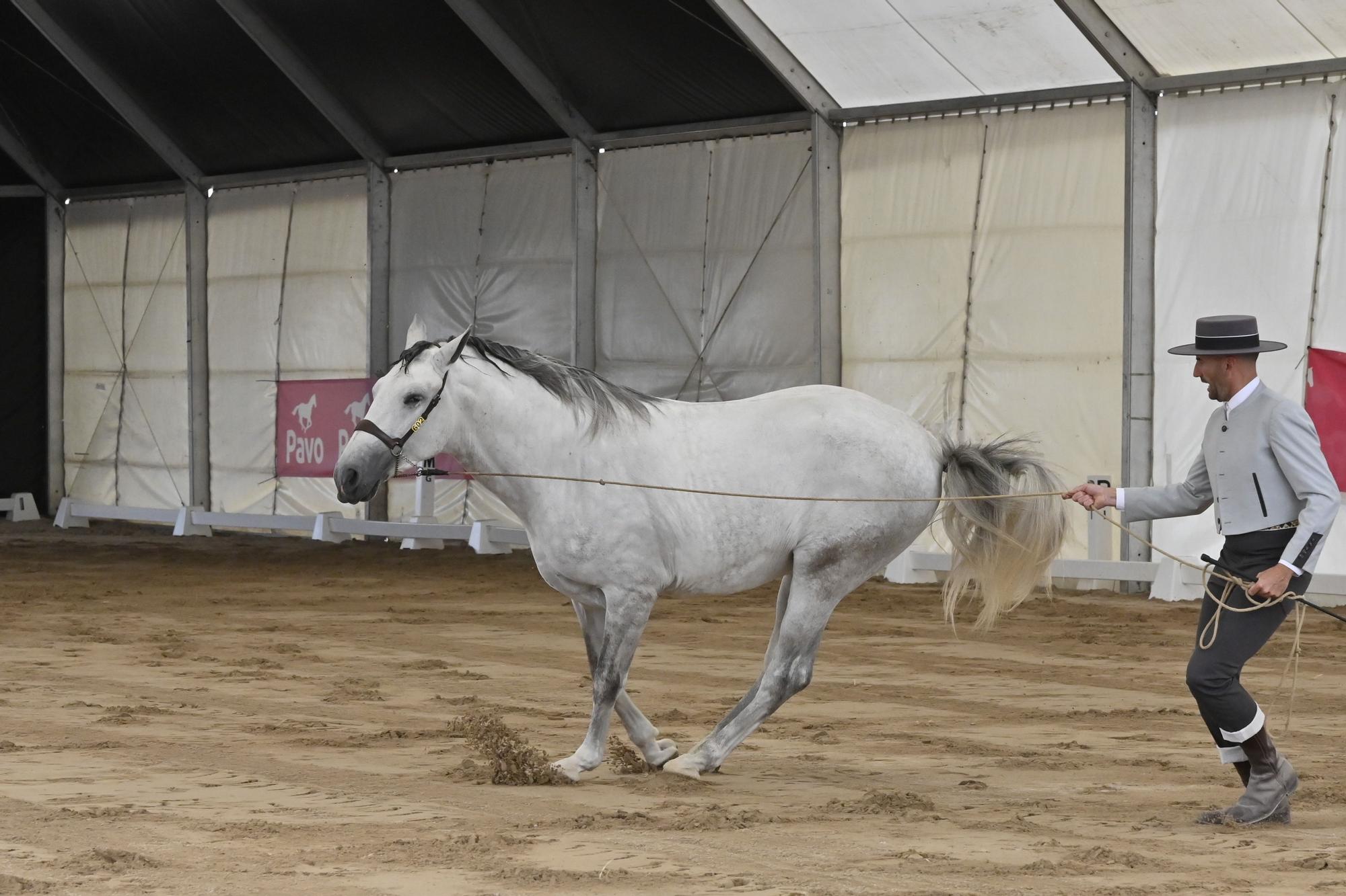 Galería: Los espectaculares caballos de pura raza del primer concurso en Vila-Real