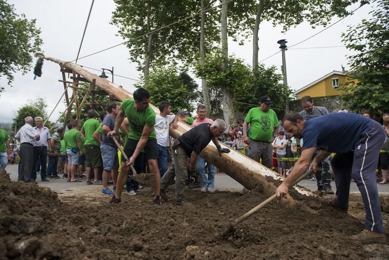 Celoriu planta su hoguera