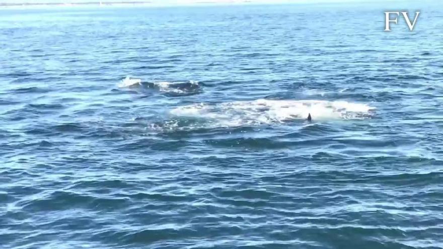 El ataque mortal de un grupo de arroaces a un delfín común