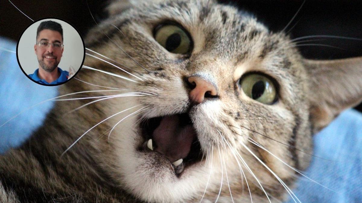 El veterinario JuanjoVet explica por qué hablarle a tu gato con voz de bebé es beneficiosa