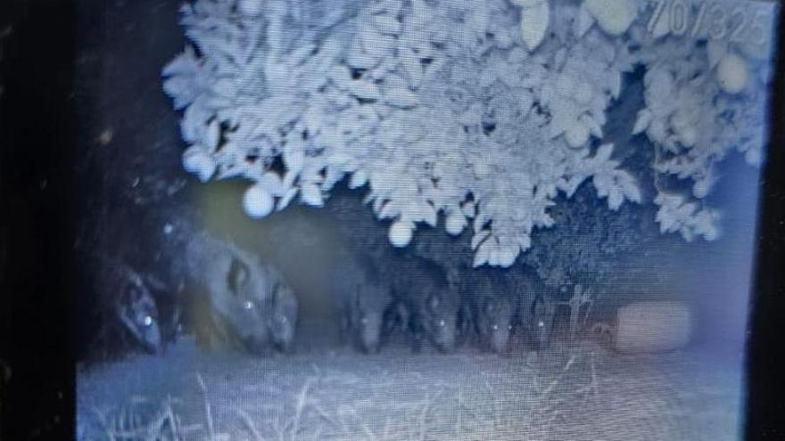 Una piara de jabalíes grabados por una cámara nocturna de los cazadores.