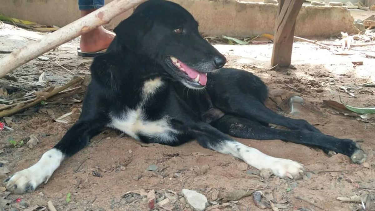 Ping Pong, el perro que descubrió un bebé enterrado