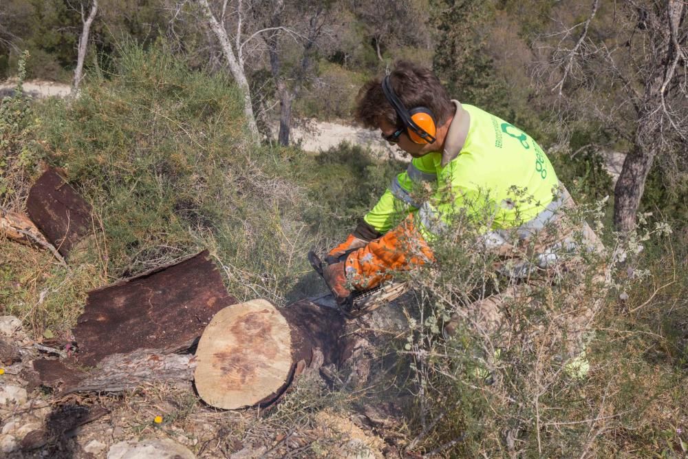 Los ejemplares arrancados son sustituitos por otras especies que se adaptan mejor al clima seco