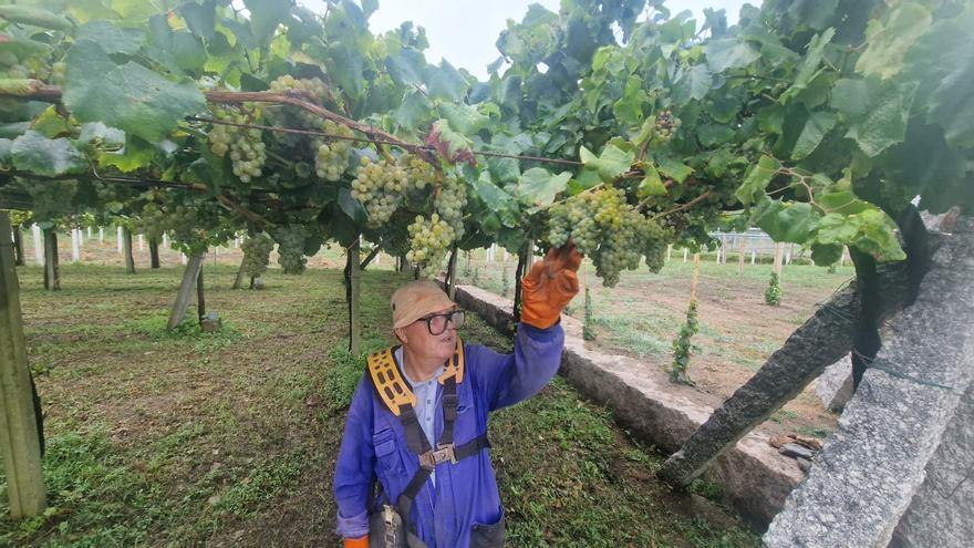 La uva &quot;ya brilla como el oro&quot; y la lluvia la enriquece aún más