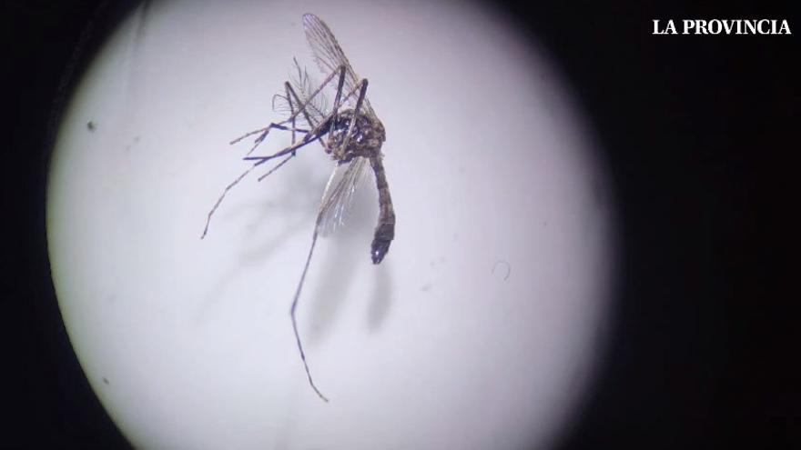 Así son las trampas utilizadas por el Instituto de Enfermedades Tropicales capturar mosquitos invasores en Canarias