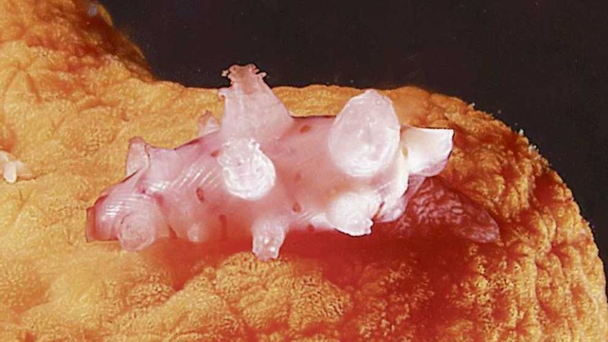El molusco gasterópodo bautizado &#039;Simnia jacintoi&#039;, descubierto en la ría de Arousa. // Faro