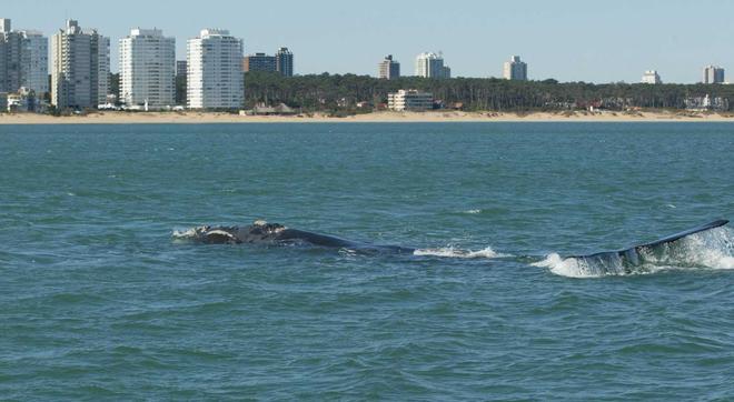 Una ballena franca frente a las costas de Uruguay