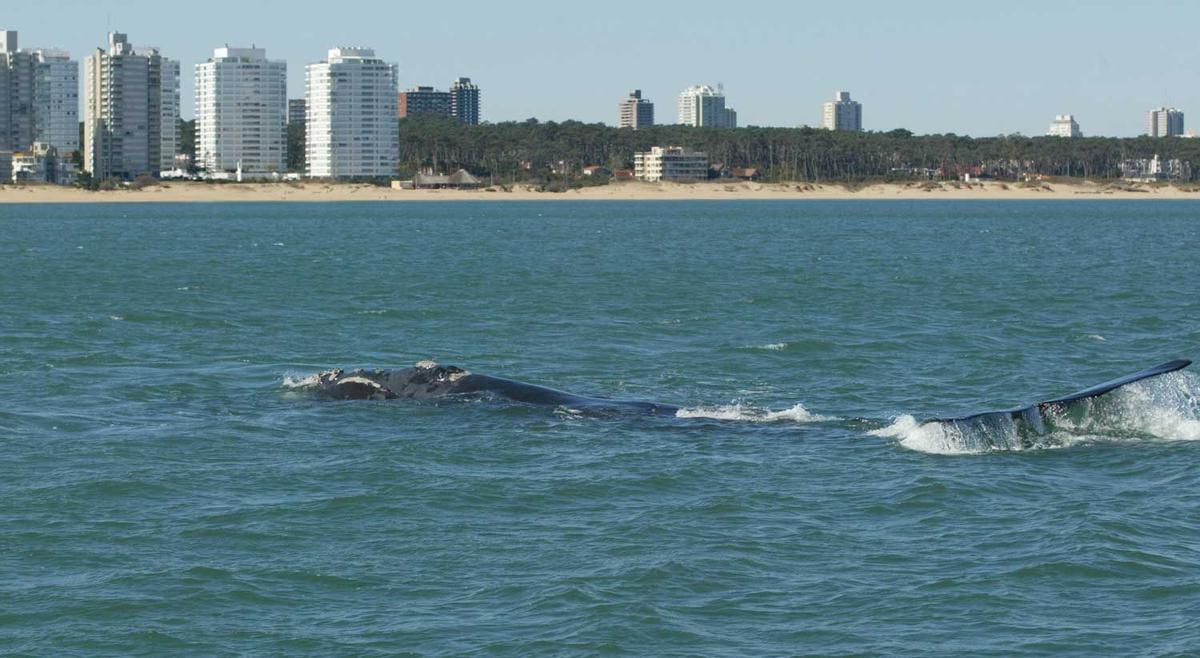 Una ballena franca frente a las costas de Uruguay