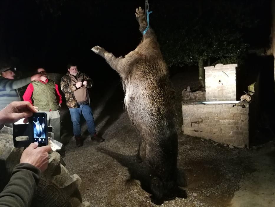 El súper porc senglar de L'Espunyola