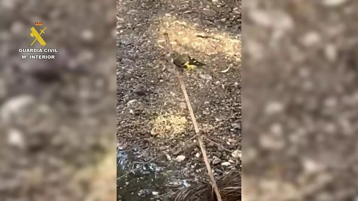 La Guardia Civil investiga a un vecino de Badajoz por capturar aves protegidas con métodos prohibidos