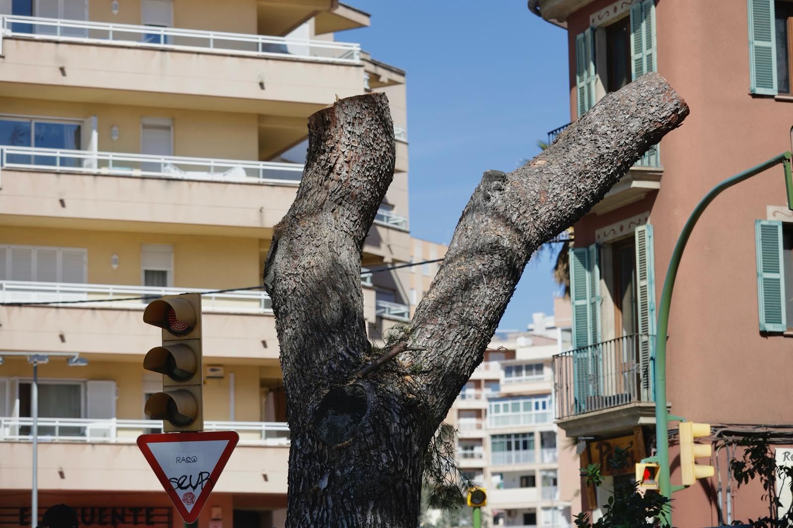 El ayuntamiento de Palma tala dos de los tres pinos emblemáticos de la plaza Pont